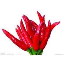 Nueva cosecha Fresh Export Vegetable Good Quality Red Chili